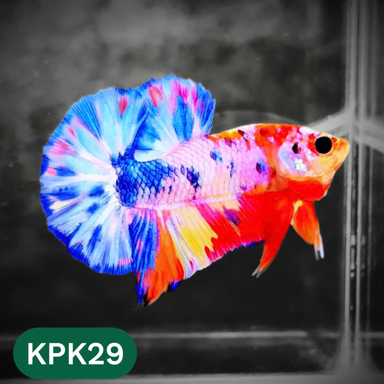 Multicolor Plakat Male Betta Fish |Show Grade|  You Pick Fish