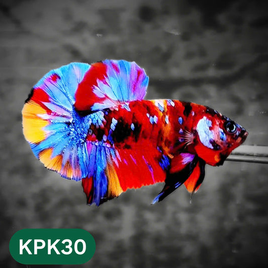 Multicolor Plakat Male Betta Fish |Show Grade|  You Pick Fish