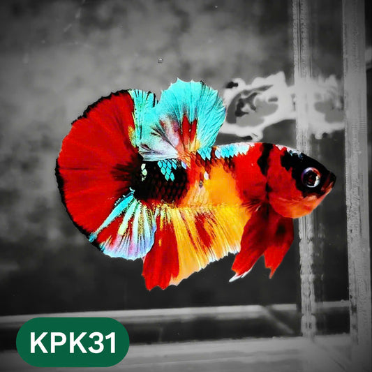 Multicolor Plakat Male Betta Fish |Show Grade|  You Pick Fish