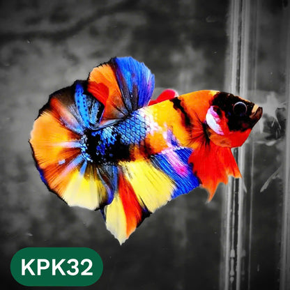 Multicolor Plakat Male Betta Fish |Show Grade|  You Pick Fish