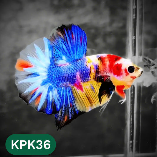 Multicolor Plakat Male Betta Fish |Show Grade|  You Pick Fish