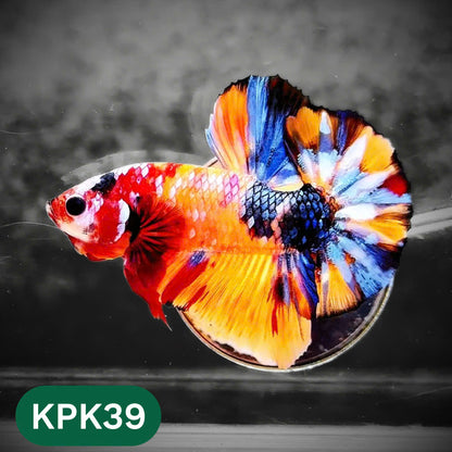 Multicolor Plakat Male Betta Fish |Show Grade|  You Pick Fish