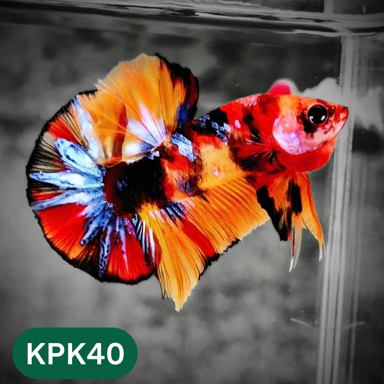 Multicolor Plakat Male Betta Fish |Show Grade|  You Pick Fish