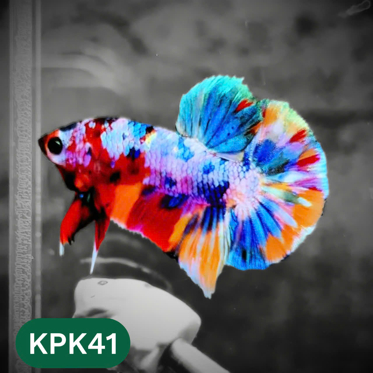 Multicolor Plakat Male Betta Fish |Show Grade|  You Pick Fish