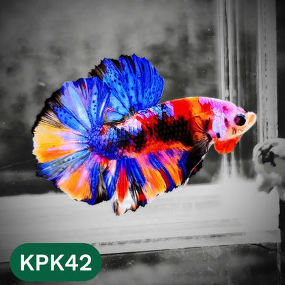 Multicolor Plakat Male Betta Fish |Show Grade|  You Pick Fish
