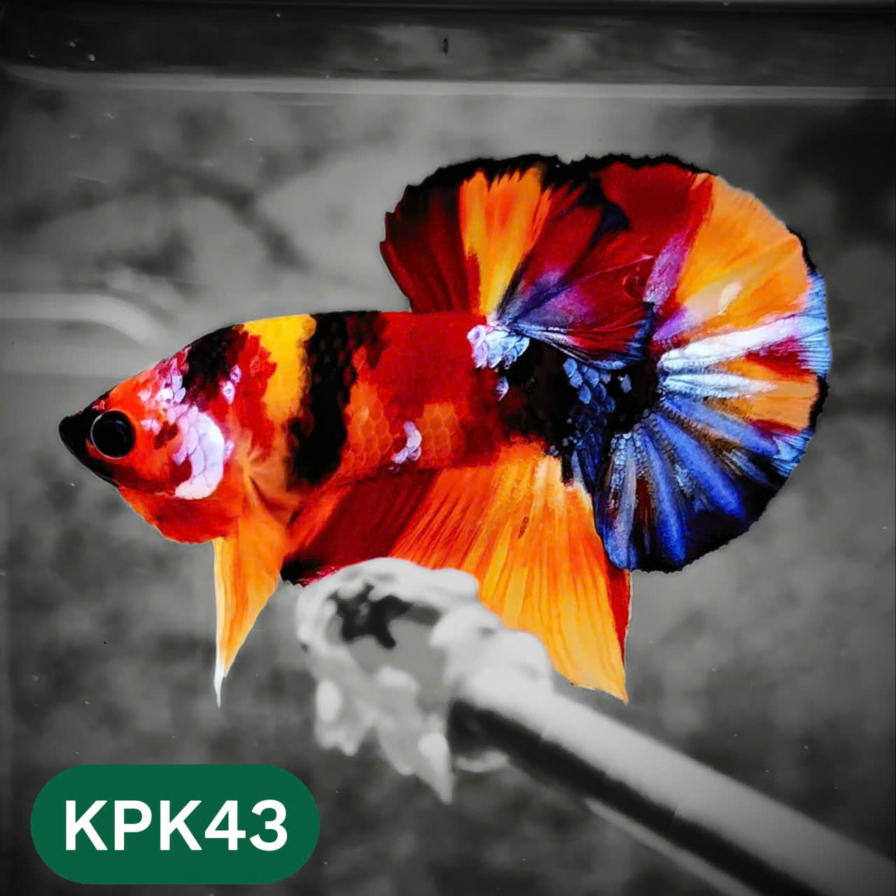 Multicolor Plakat Male Betta Fish |Show Grade|  You Pick Fish
