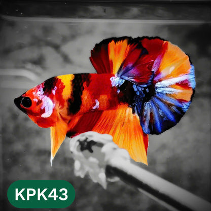 Multicolor Plakat Male Betta Fish |Show Grade|  You Pick Fish