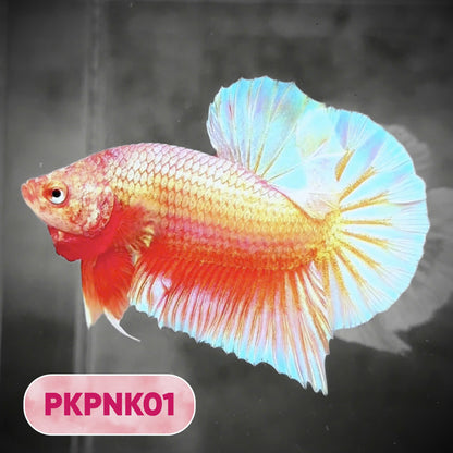 Pink Plakat Male Betta Fish | You Pick Fish | Rare Color
