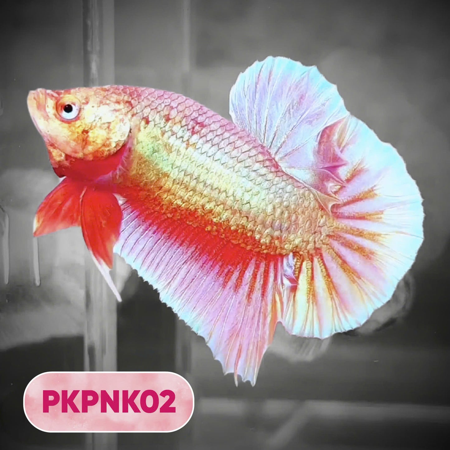 Pink Plakat Male Betta Fish | You Pick Fish | Rare Color