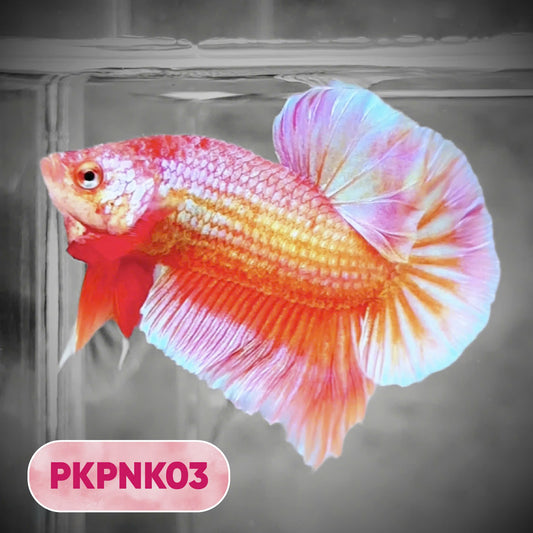 Pink Plakat Male Betta Fish | You Pick Fish | Rare Color