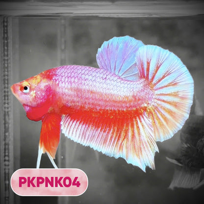 Pink Plakat Male Betta Fish | You Pick Fish | Rare Color
