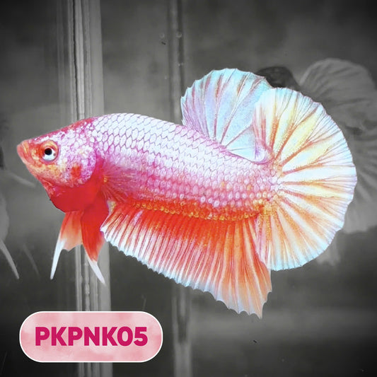 Pink Plakat Male Betta Fish | You Pick Fish | Rare Color