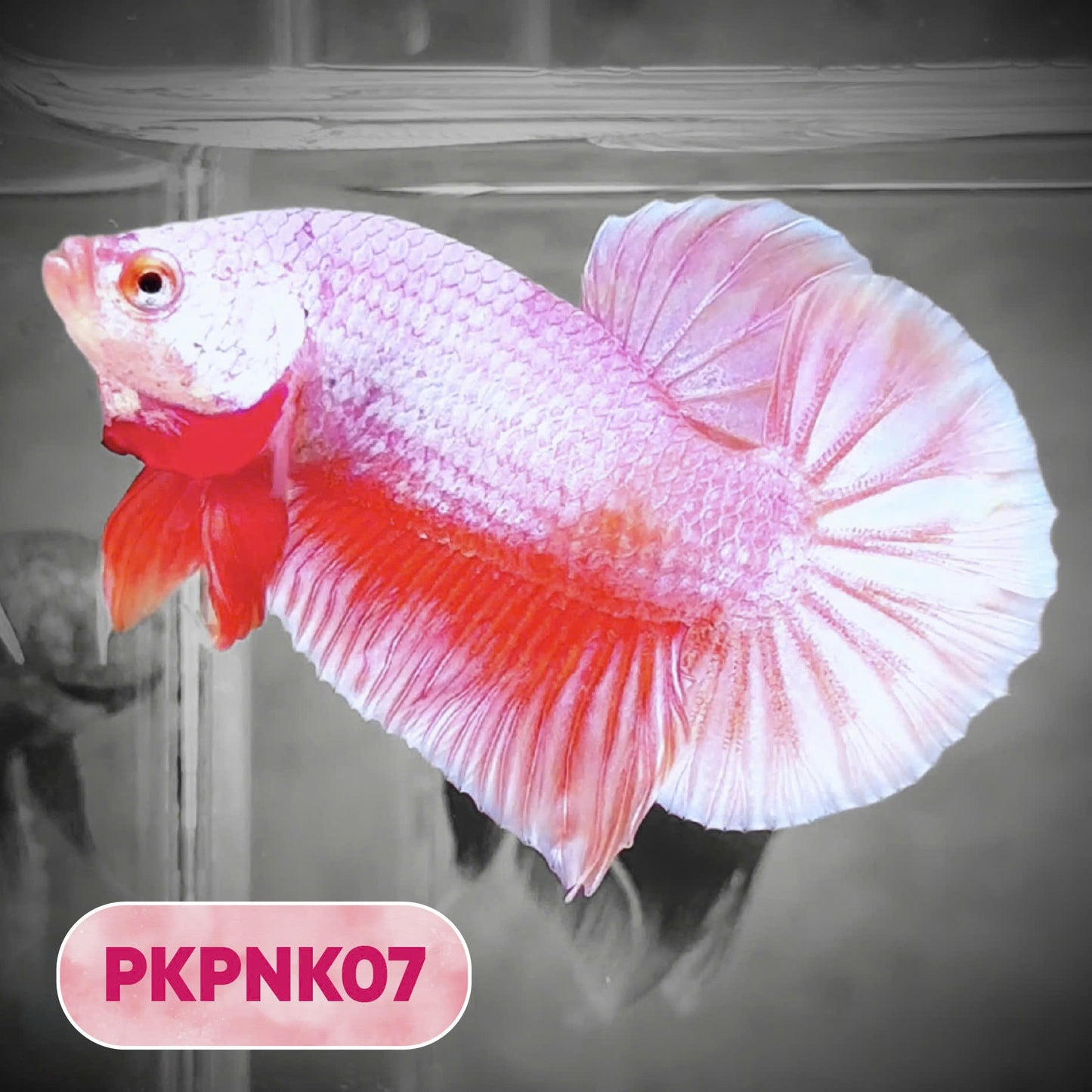 Pink Plakat Male Betta Fish | You Pick Fish | Rare Color