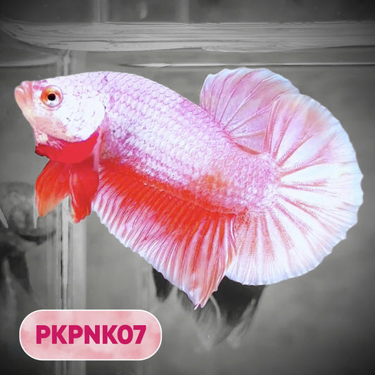 Pink Plakat Male Betta Fish | You Pick Fish | Rare Color
