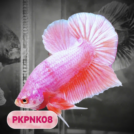 Pink Plakat Male Betta Fish | You Pick Fish | Rare Color