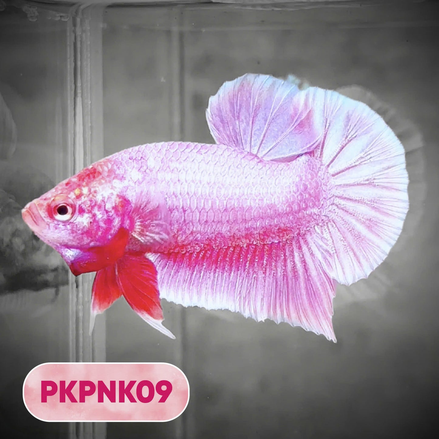 Pink Plakat Male Betta Fish | You Pick Fish | Rare Color