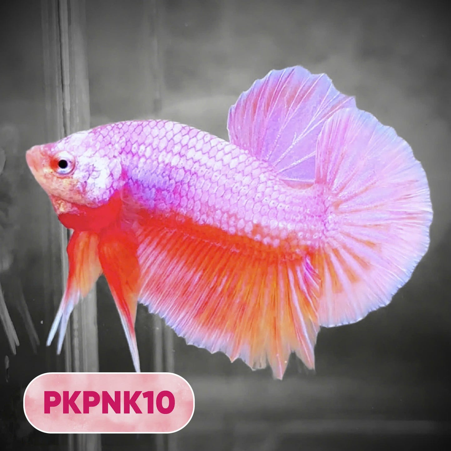 Pink Plakat Male Betta Fish | You Pick Fish | Rare Color