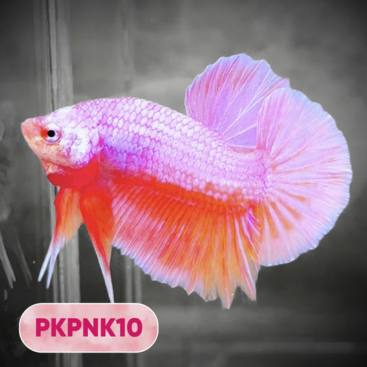 Pink Plakat Male Betta Fish | You Pick Fish | Rare Color