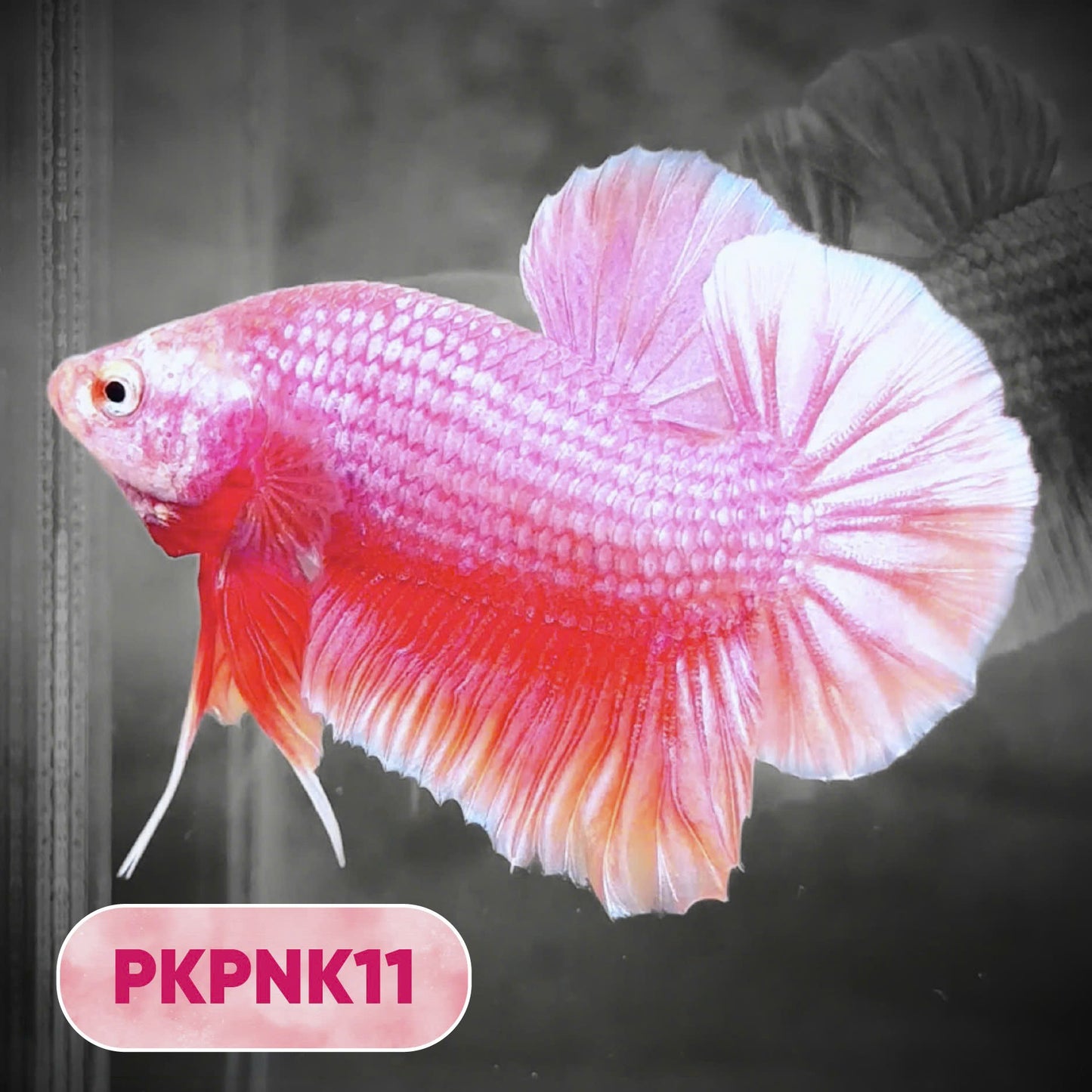 Pink Plakat Male Betta Fish | You Pick Fish | Rare Color