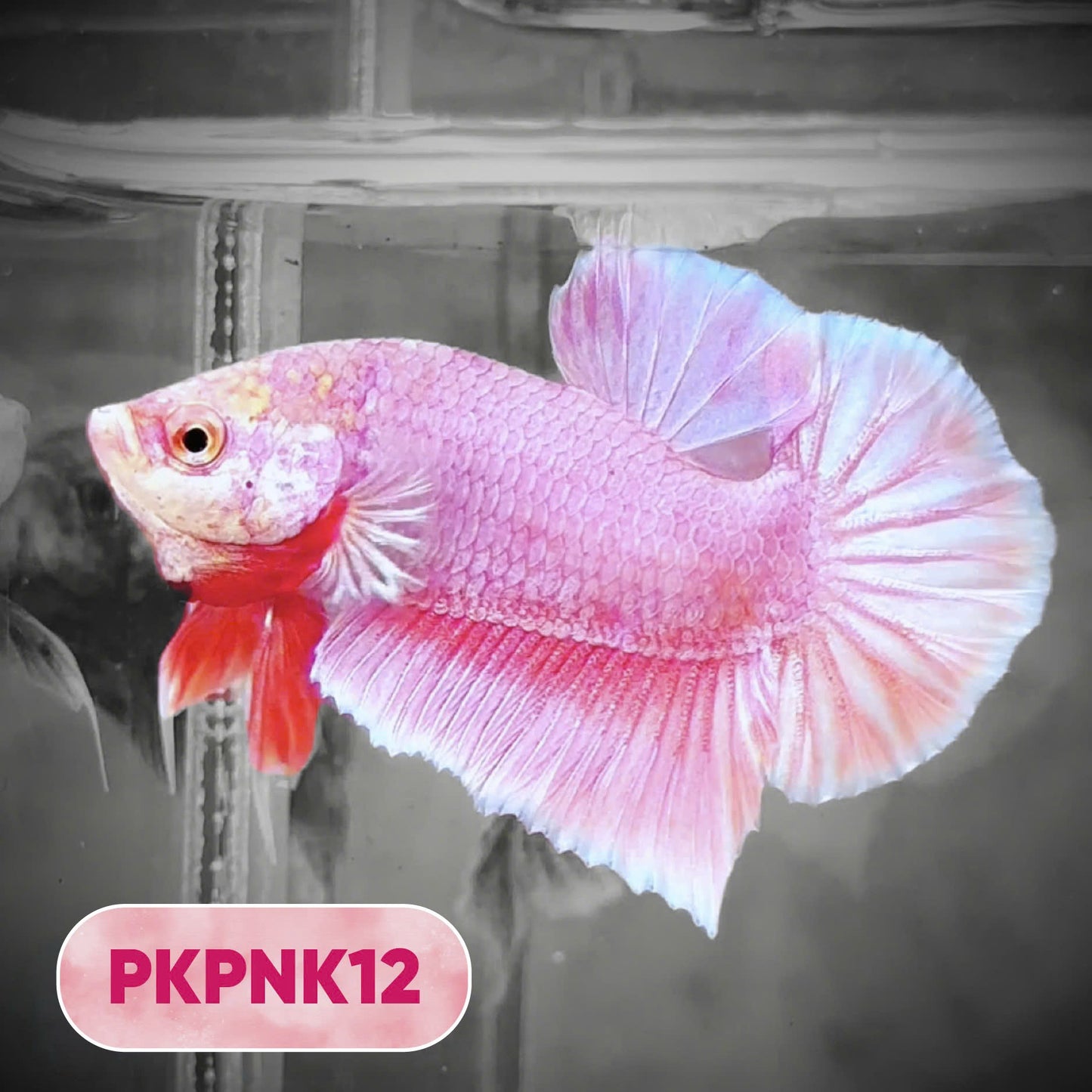 Pink Plakat Male Betta Fish | You Pick Fish | Rare Color