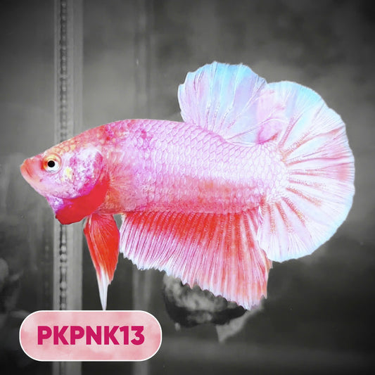 Pink Plakat Male Betta Fish | You Pick Fish | Rare Color