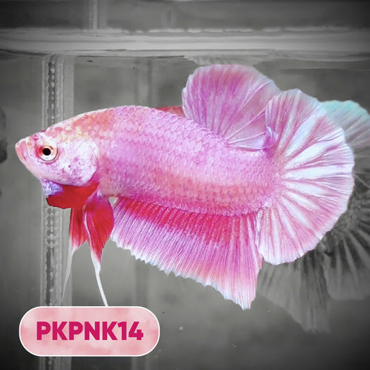 Pink Plakat Male Betta Fish | You Pick Fish | Rare Color