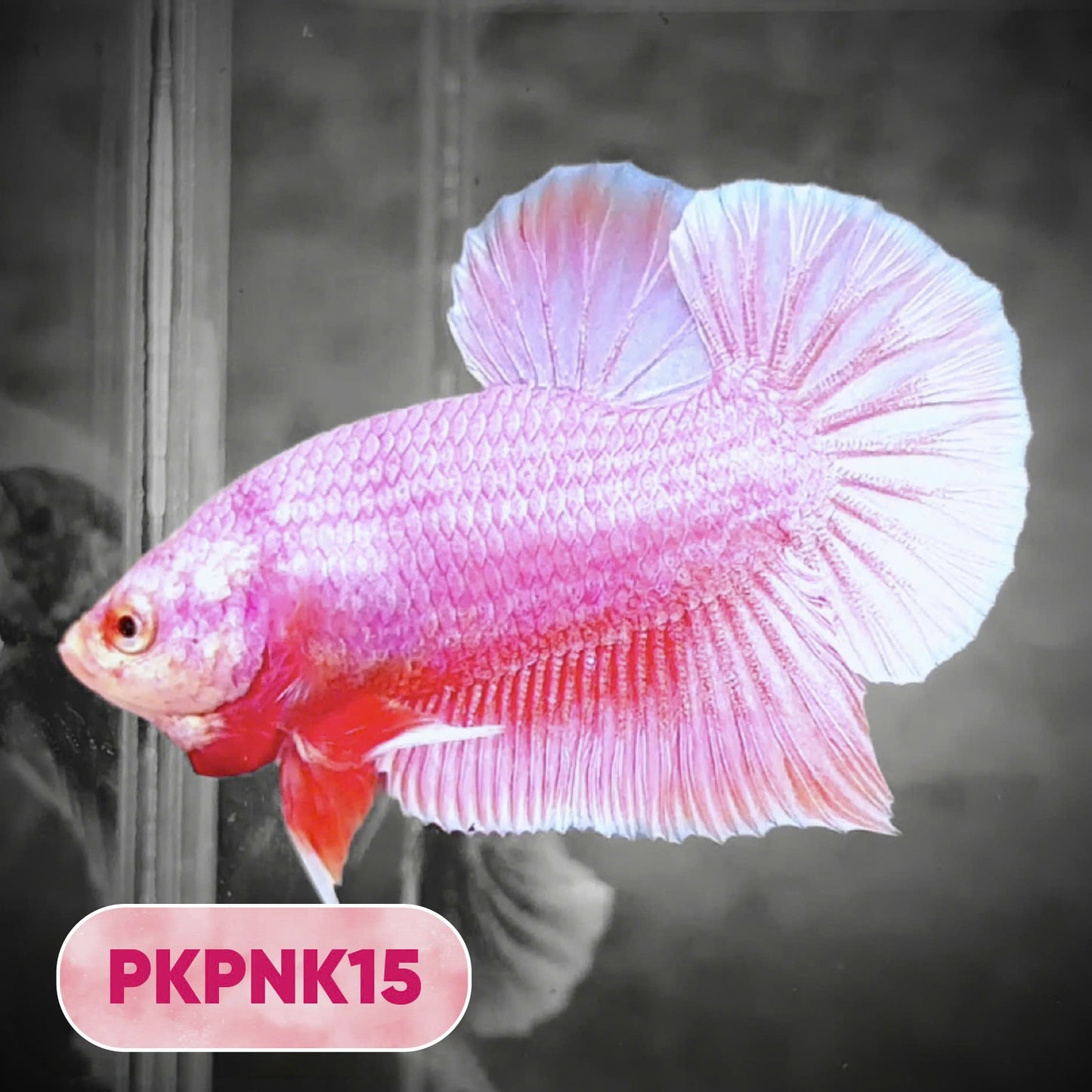 Pink Plakat Male Betta Fish | You Pick Fish | Rare Color