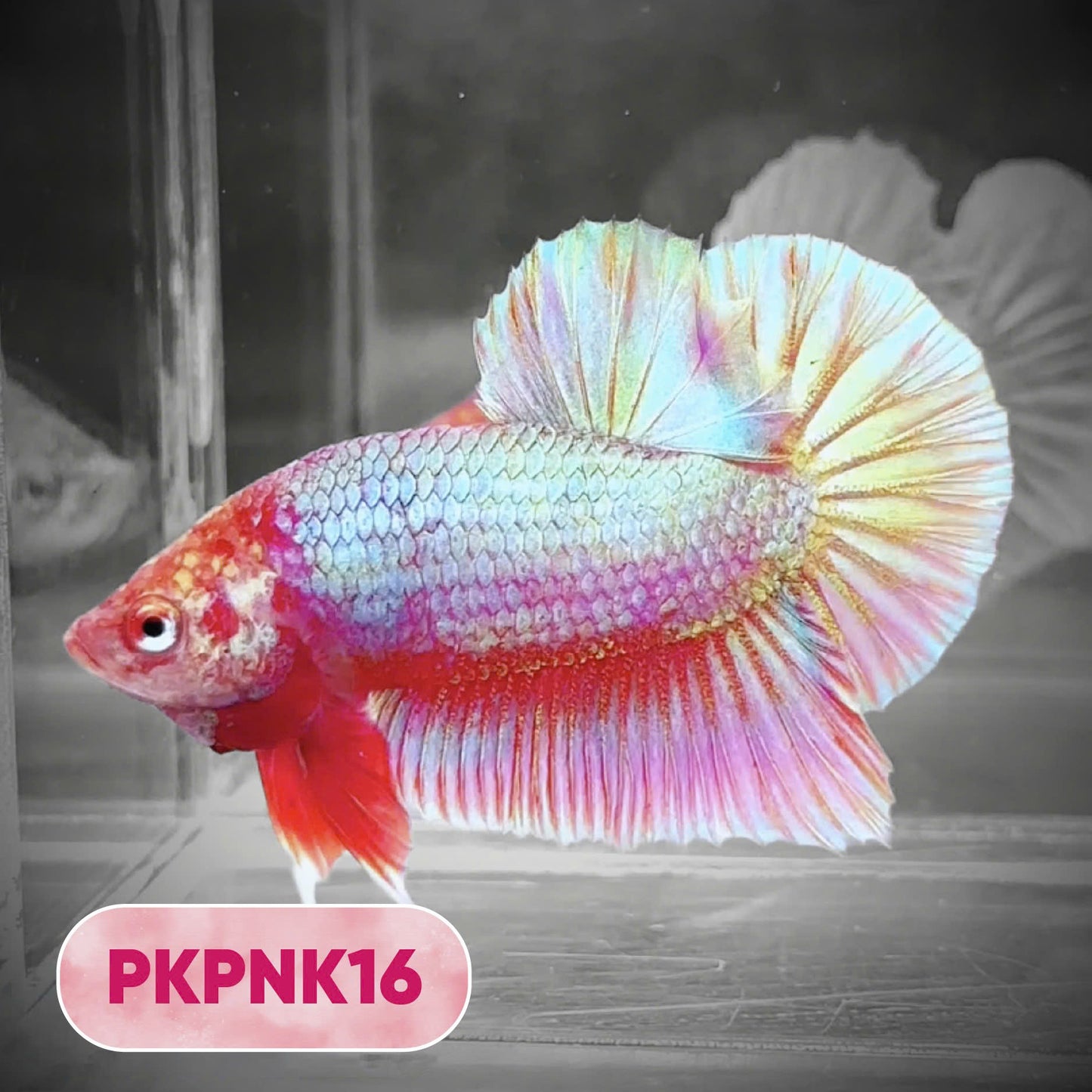 Pink Plakat Male Betta Fish | You Pick Fish | Rare Color