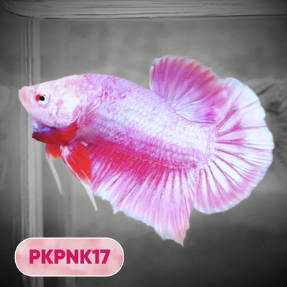 Pink Plakat Male Betta Fish | You Pick Fish | Rare Color