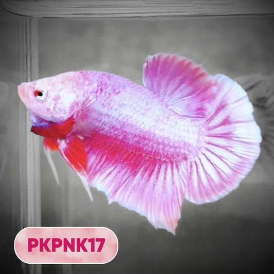 Pink Plakat Male Betta Fish | You Pick Fish | Rare Color