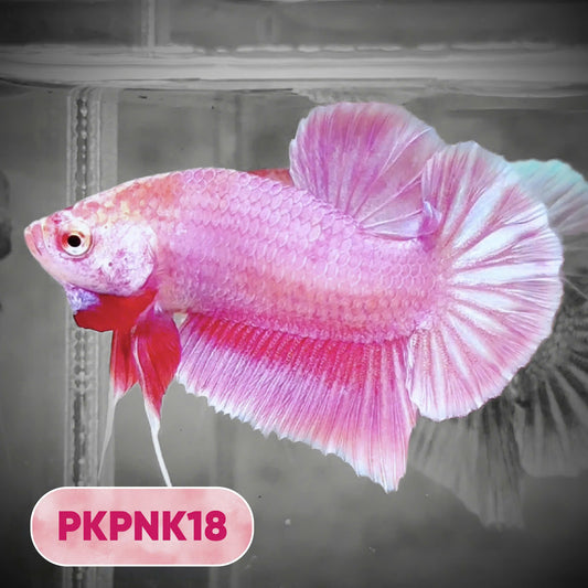 Pink Plakat Male Betta Fish | You Pick Fish | Rare Color