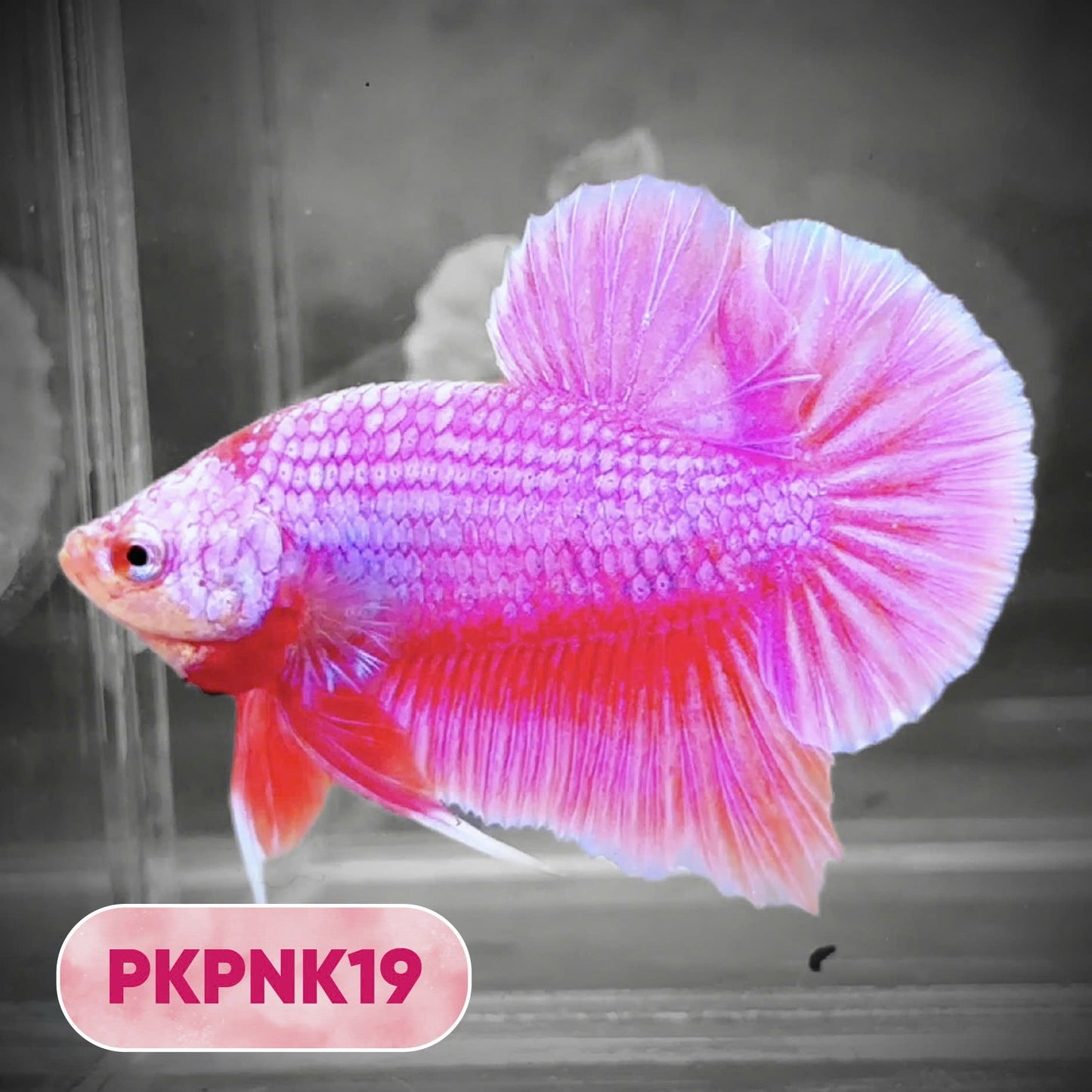 Pink Plakat Male Betta Fish | You Pick Fish | Rare Color