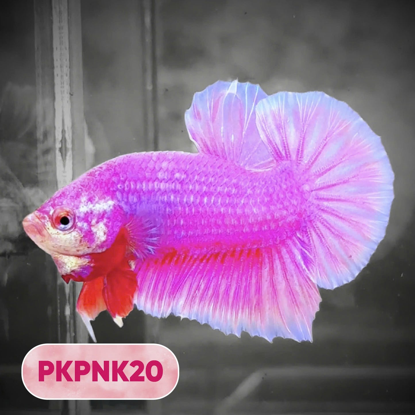 Pink Plakat Male Betta Fish | You Pick Fish | Rare Color
