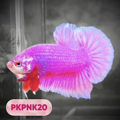 Pink Plakat Male Betta Fish | You Pick Fish | Rare Color