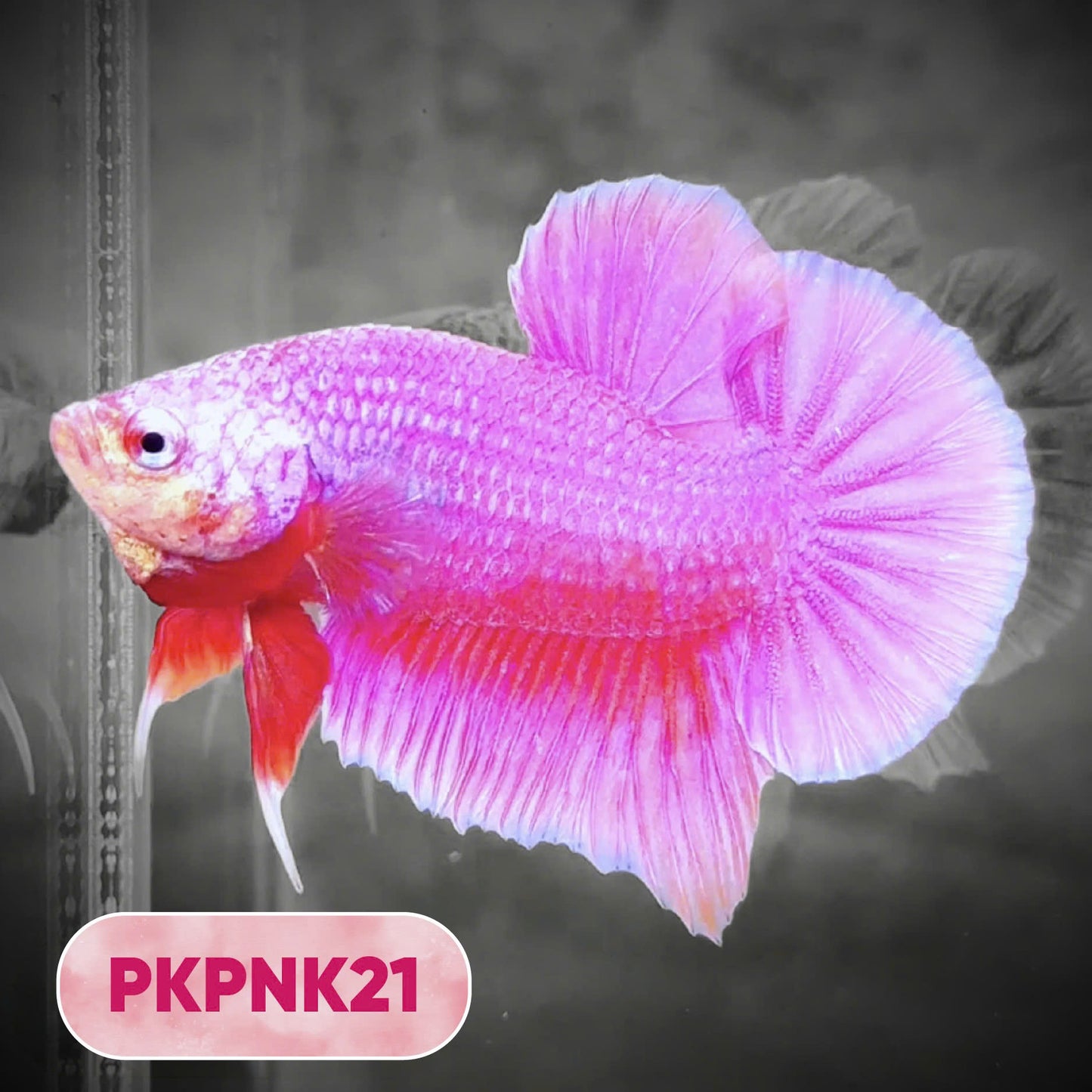 Pink Plakat Male Betta Fish | You Pick Fish | Rare Color