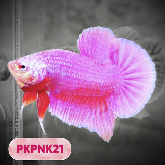 Pink Plakat Male Betta Fish | You Pick Fish | Rare Color