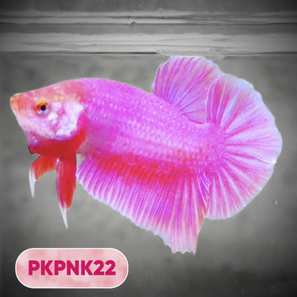 Pink Plakat Male Betta Fish | You Pick Fish | Rare Color