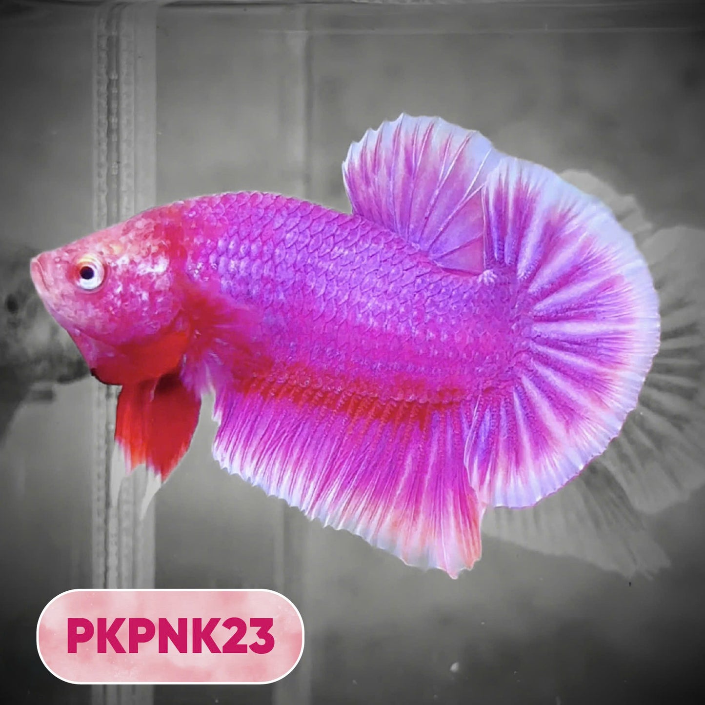 Pink Plakat Male Betta Fish | You Pick Fish | Rare Color