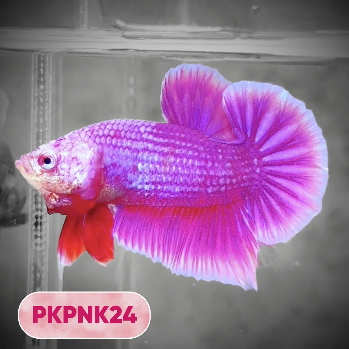 Pink Plakat Male Betta Fish | You Pick Fish | Rare Color