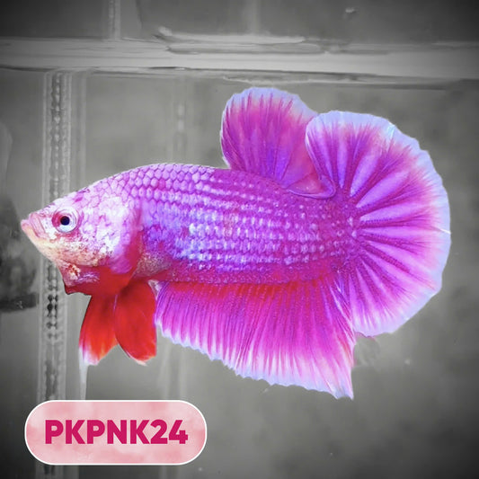Pink Plakat Male Betta Fish | You Pick Fish | Rare Color