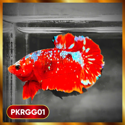 Golden Star Dust Galaxy Plakat Male Betta Fish | Super Rare | You Pick Fish