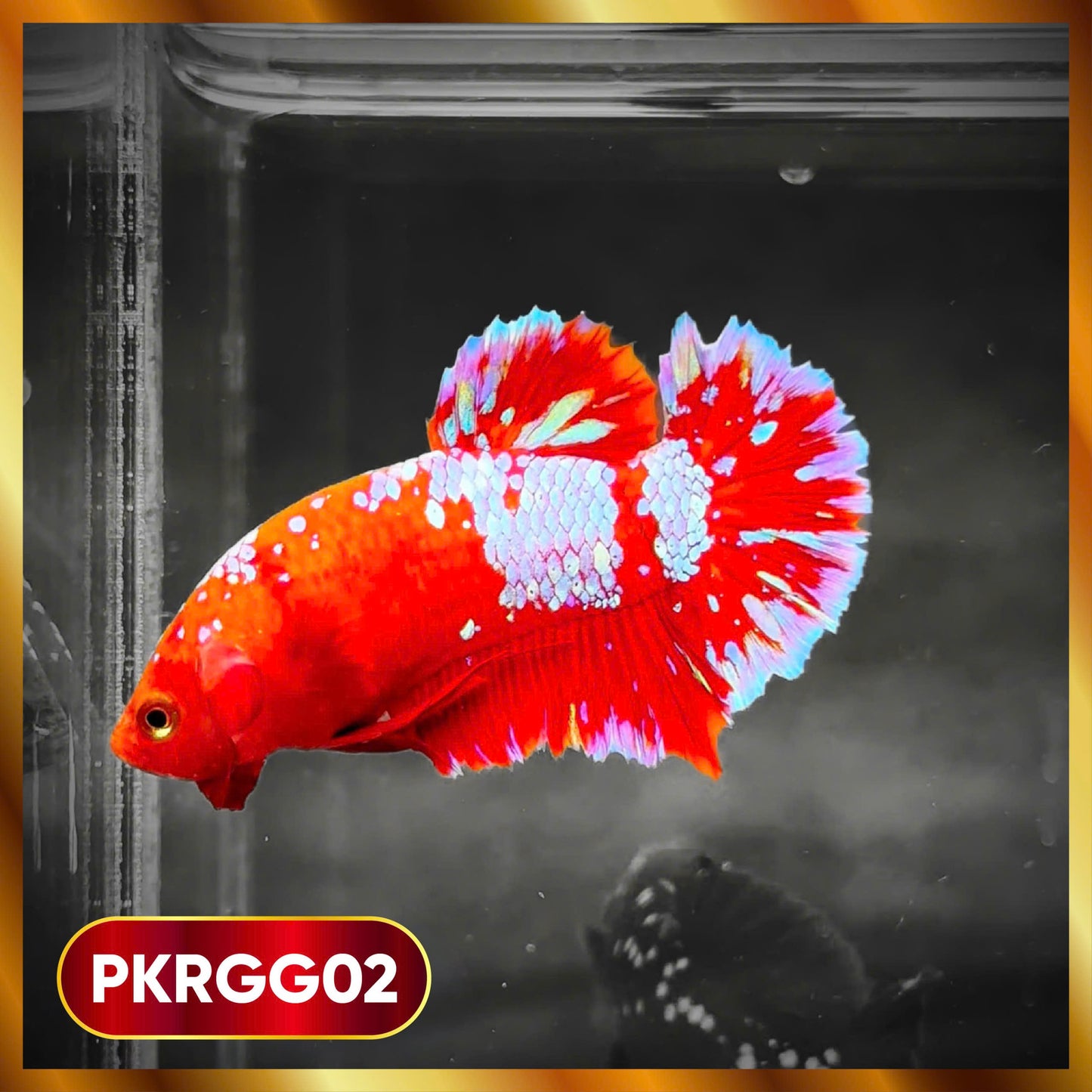 Golden Star Dust Galaxy Plakat Male Betta Fish | Super Rare | You Pick Fish