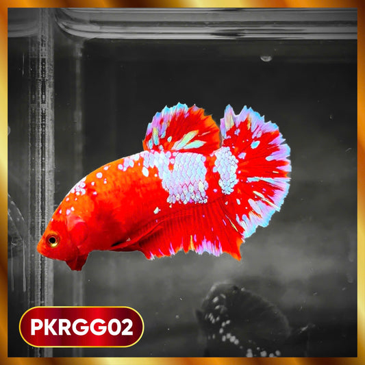 Golden Star Dust Galaxy Plakat Male Betta Fish | Super Rare | You Pick Fish