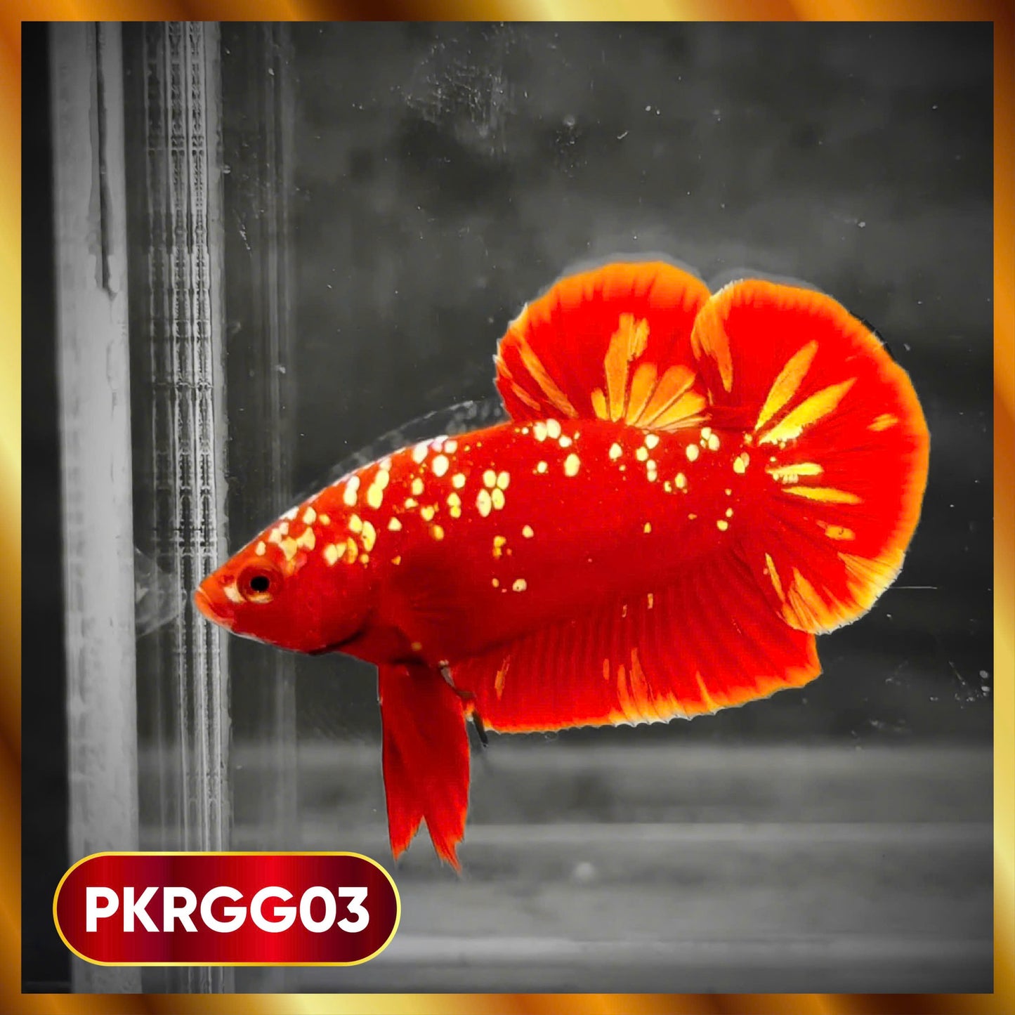 Golden Star Dust Galaxy Plakat Male Betta Fish | Super Rare | You Pick Fish