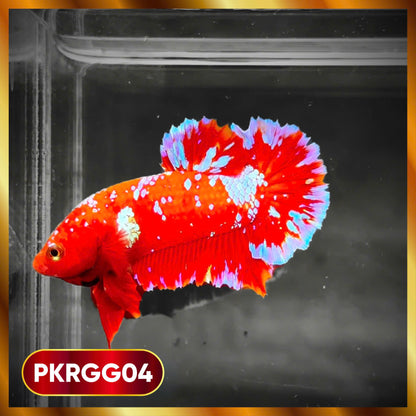 Golden Star Dust Galaxy Plakat Male Betta Fish | Super Rare | You Pick Fish