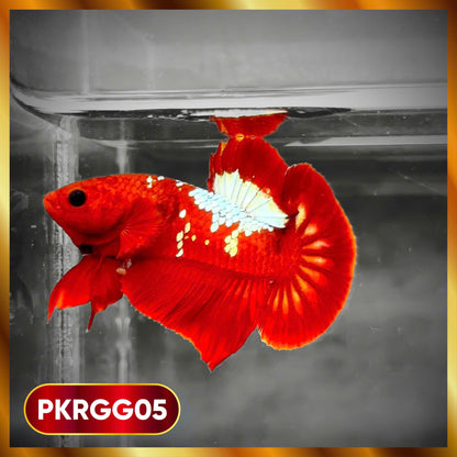 Golden Star Dust Galaxy Plakat Male Betta Fish | Super Rare | You Pick Fish