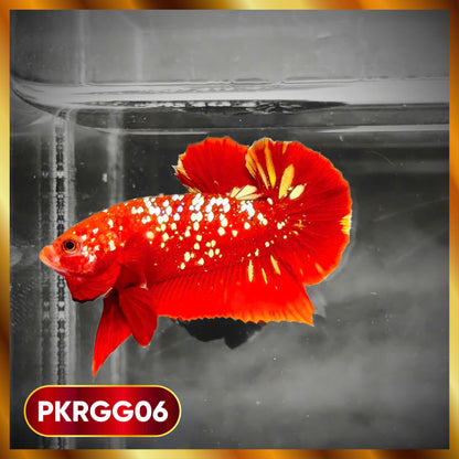 Golden Star Dust Galaxy Plakat Male Betta Fish | Super Rare | You Pick Fish