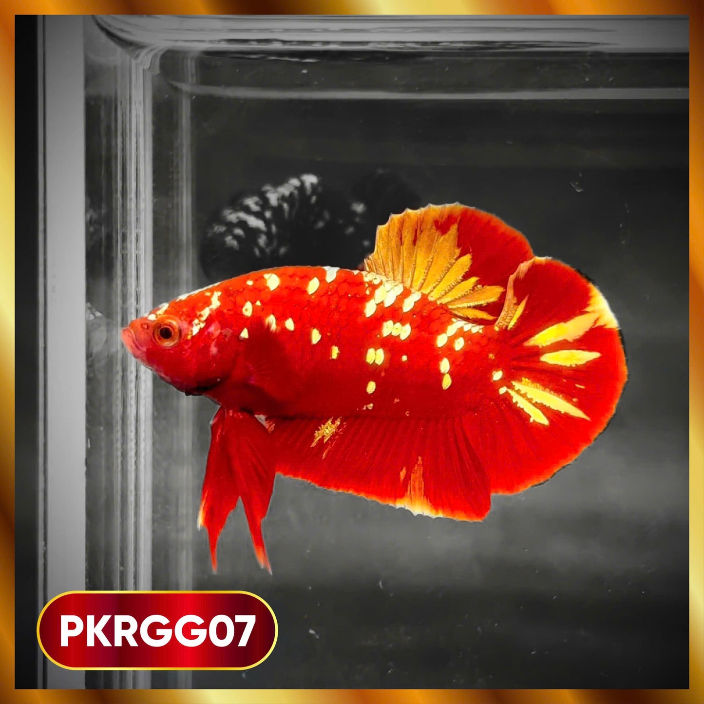 Golden Star Dust Galaxy Plakat Male Betta Fish | Super Rare | You Pick Fish