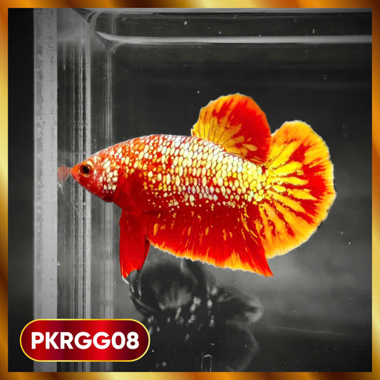 Golden Star Dust Galaxy Plakat Male Betta Fish | Super Rare | You Pick Fish