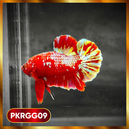 Golden Star Dust Galaxy Plakat Male Betta Fish | Super Rare | You Pick Fish